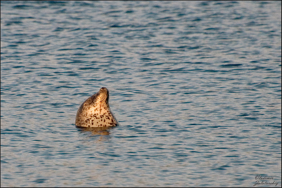 Улыбнитесь - вас снимает скрытая камера