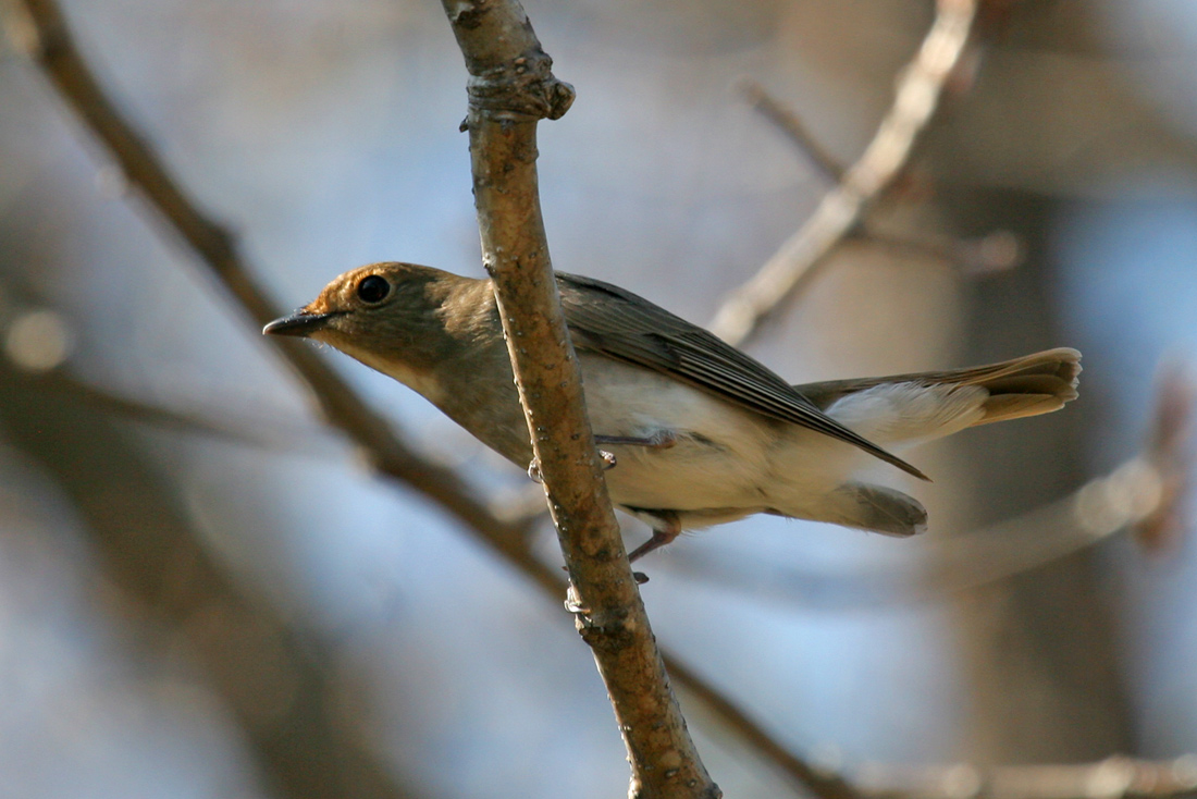 Хвостик вверх!
