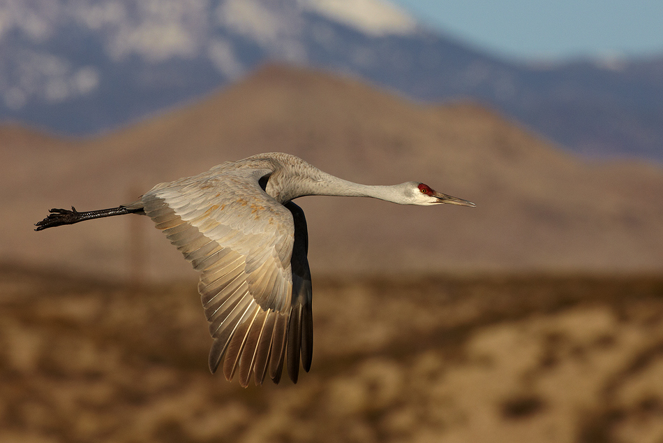 Канадский журавль (Sandhill Crane | Grus canadensis)