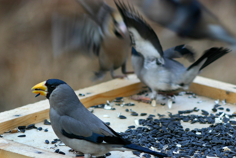 А Васька слушает, да ест...