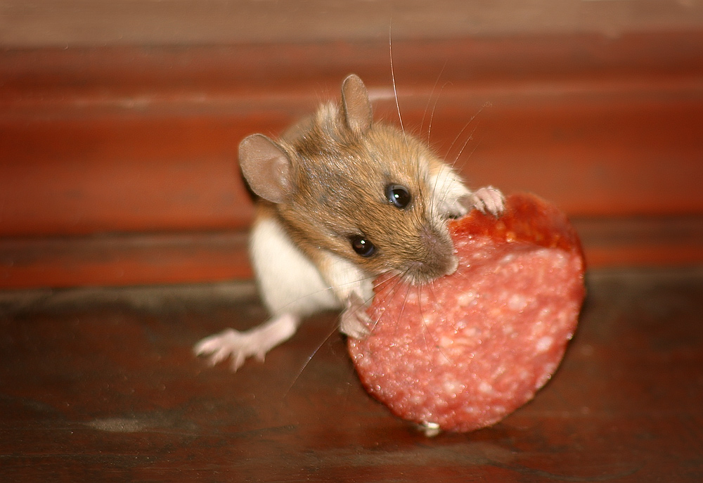 Не сыром единым...