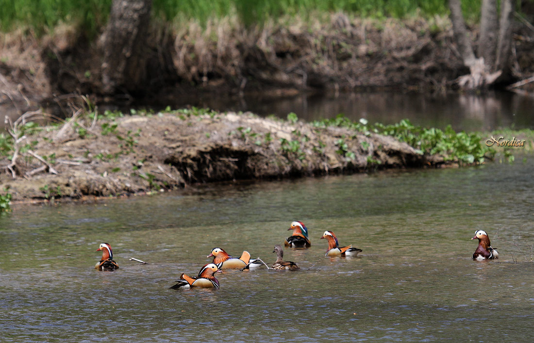 Шесть и одна