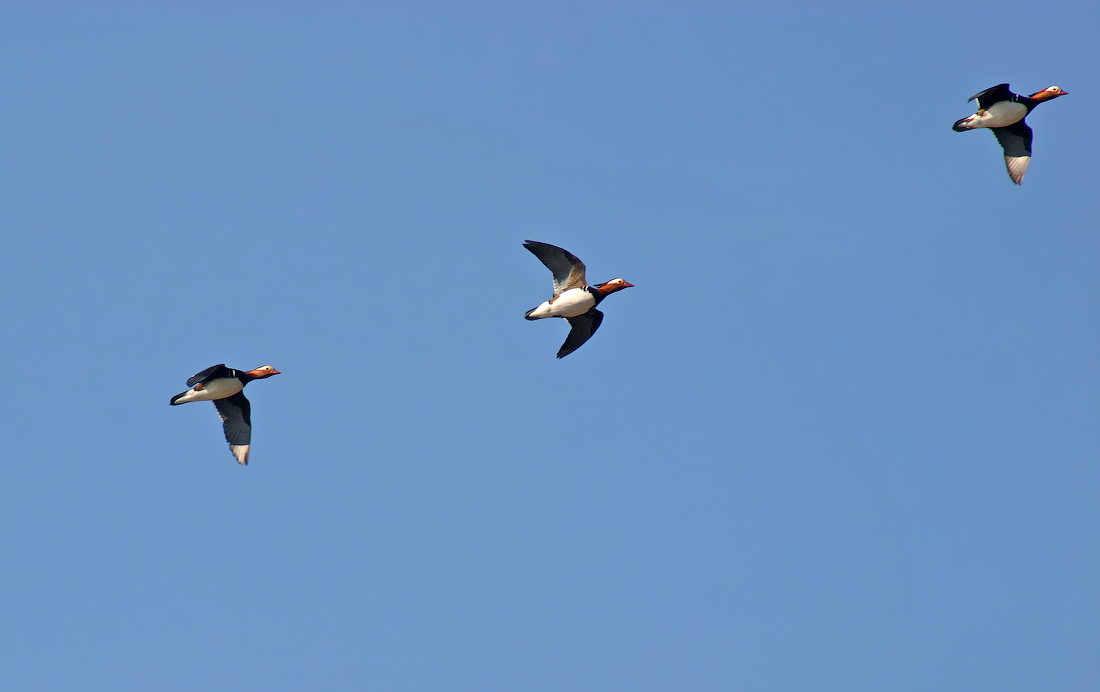 Они вернулись