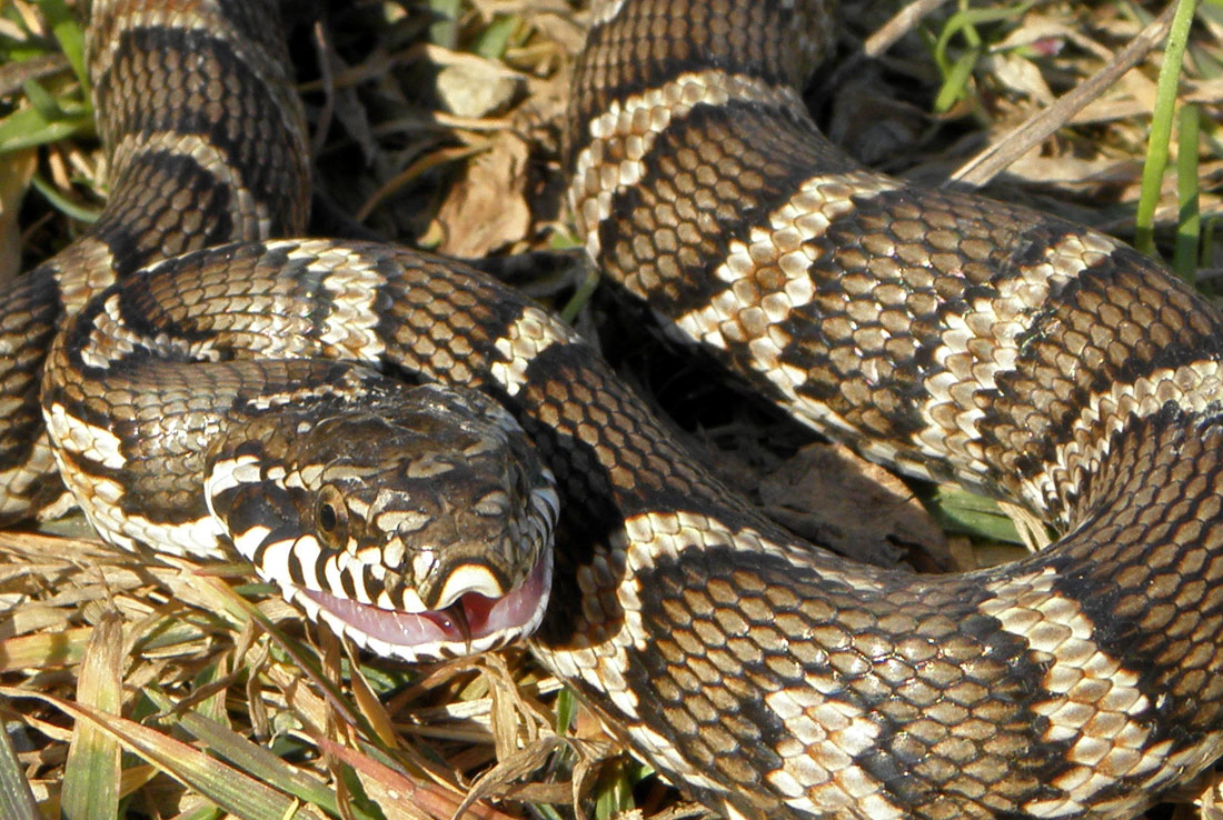 Я умею улыбаться