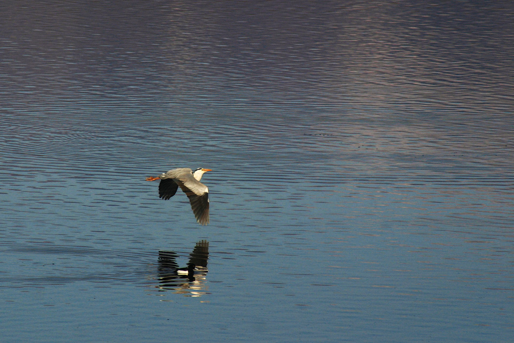 В тени серой цапли