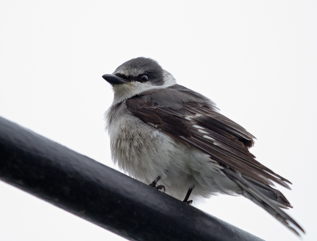 Птица на мачте