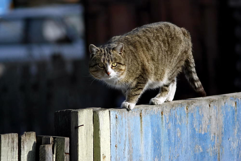 настороженность