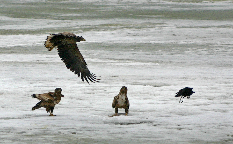 Не договорились...