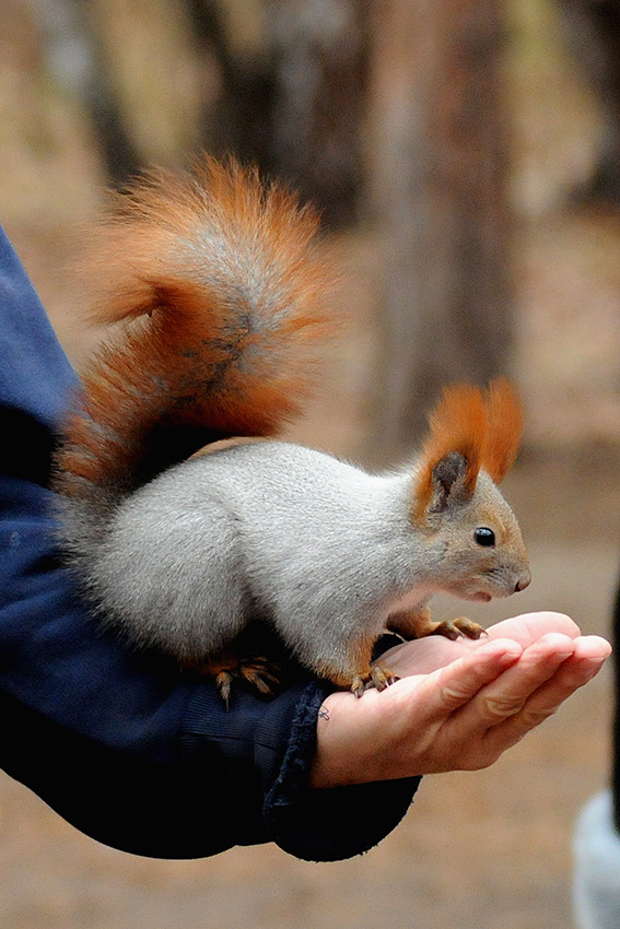 Мы в ответе за тех кого приручаем