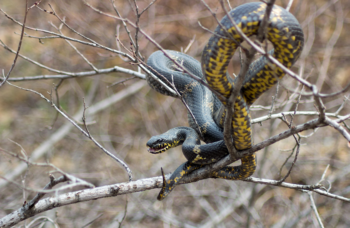 Шестой лесничий
