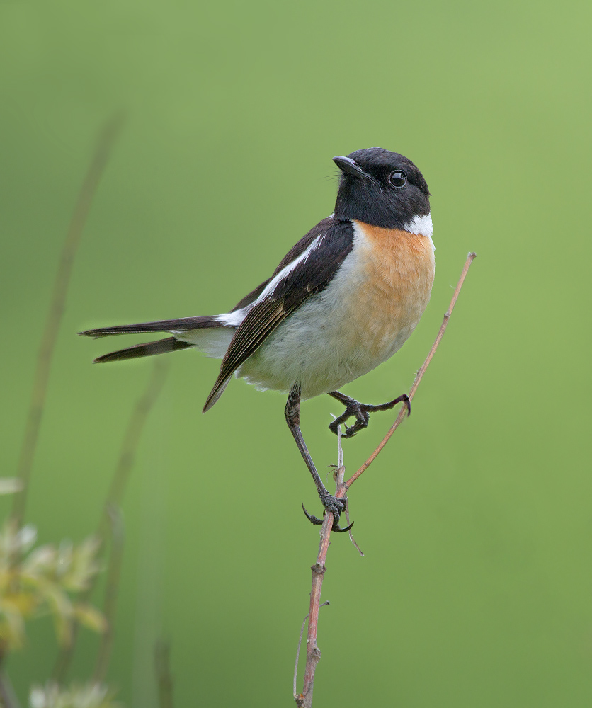 Гордый птах