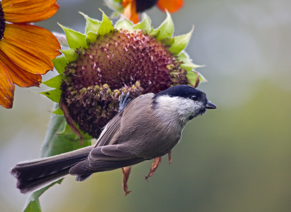 Налетай, подешевело!