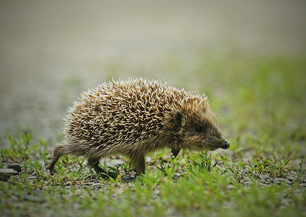 Я бежу бежу бежу....