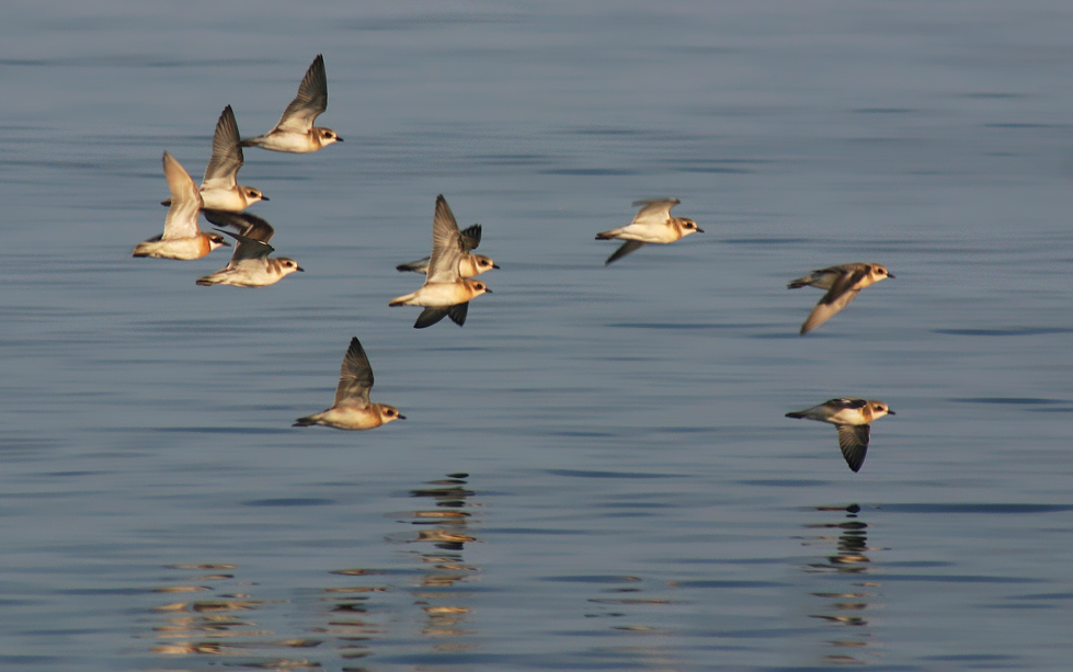 Монгольские зуйки
