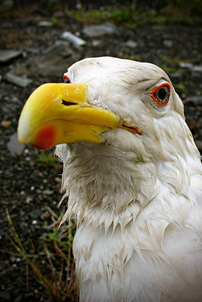 Чайка Джонатан