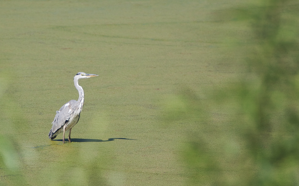 Болотный цапель маака, очень редкий