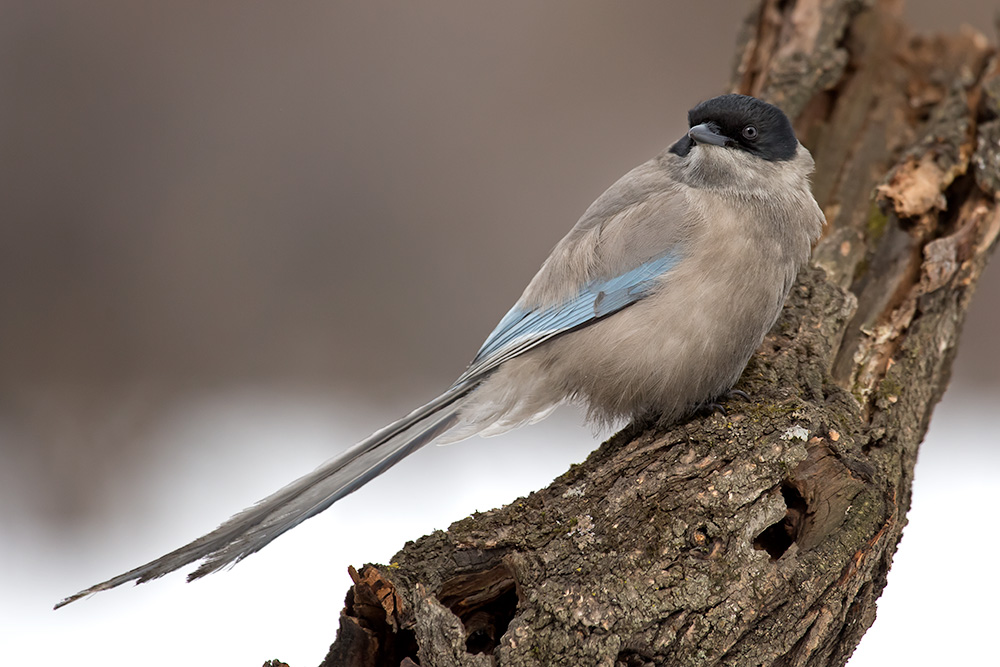 Голубая сорока