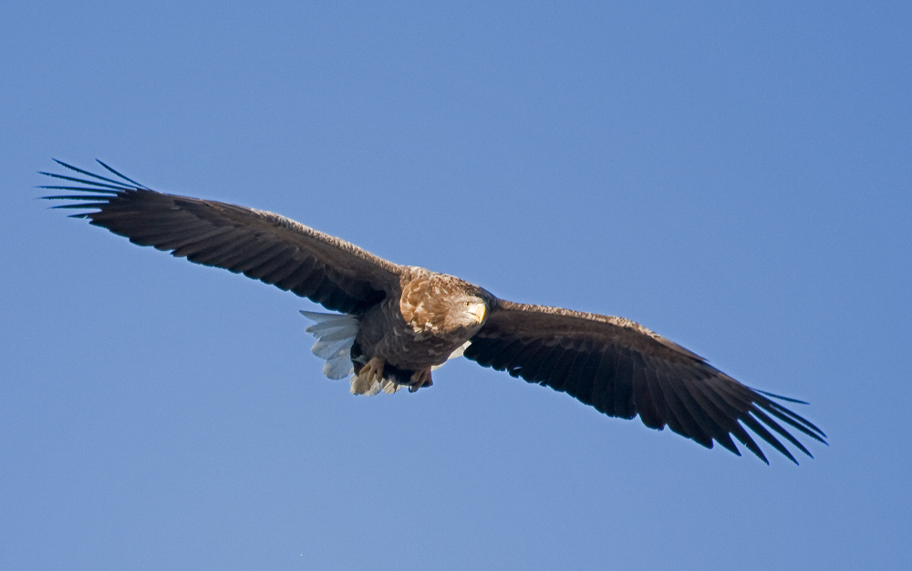 Полет орлана