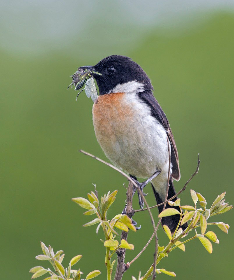 Раз и клюнул таракана...