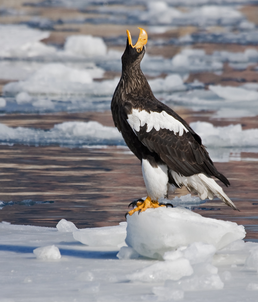 Эй, вы там, наверху!