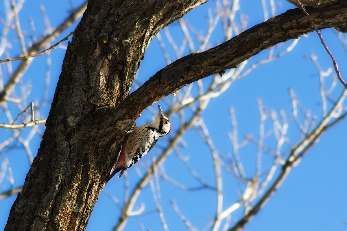 Лесной доктор