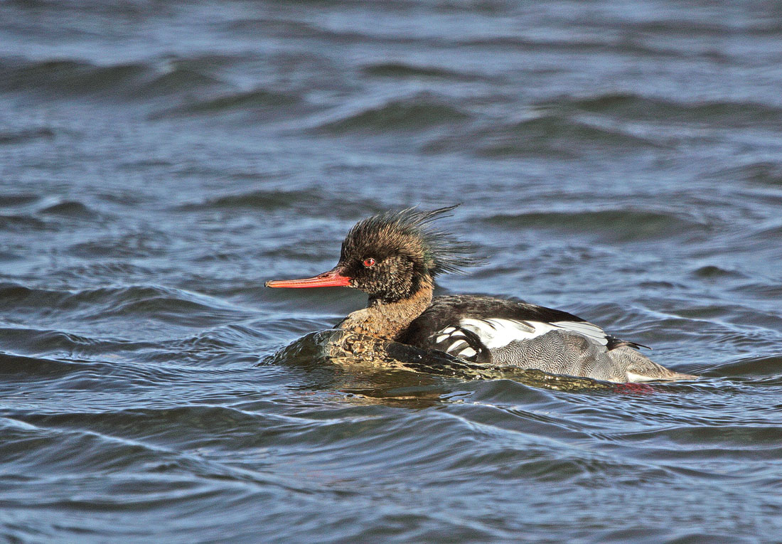 Крохаль длинноносый
