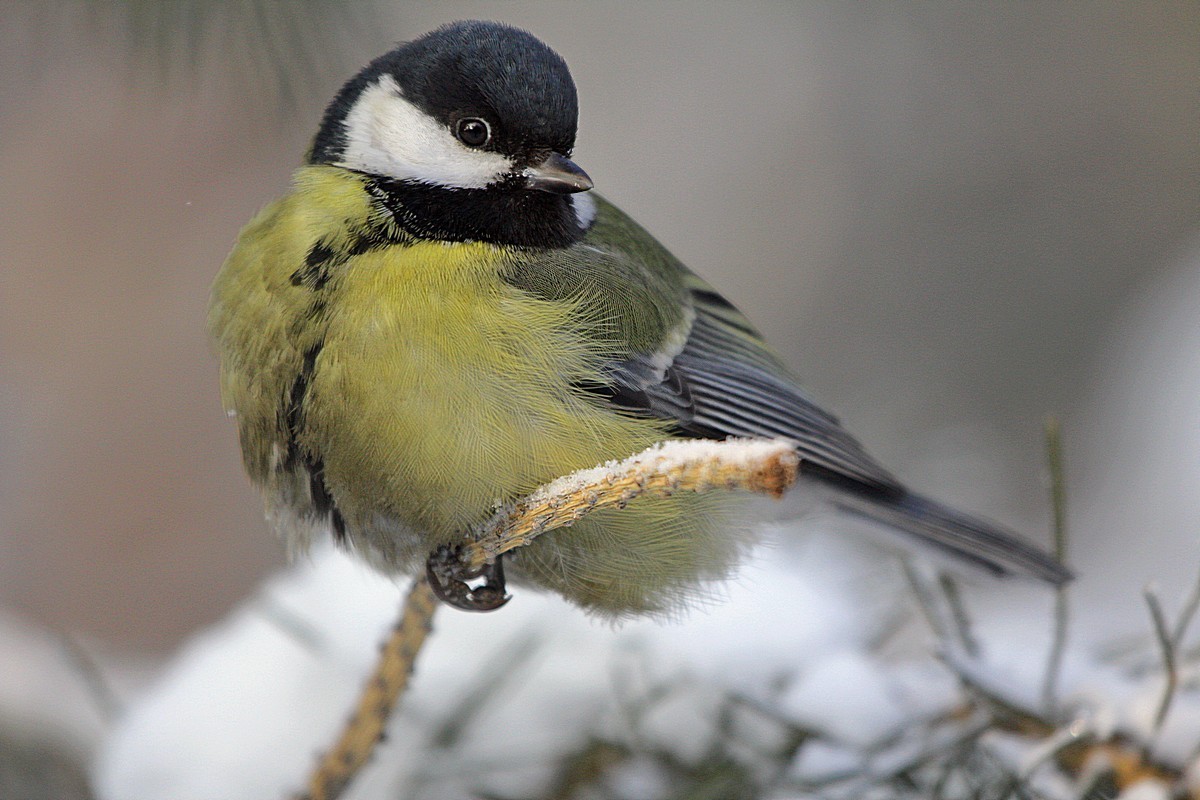 Взгляд в объектив