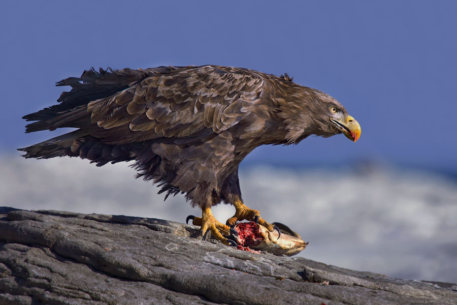 Орлан-белохвост.