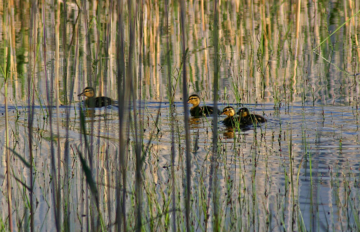 Утиные детки