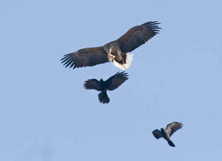 Делится надо,дядя!