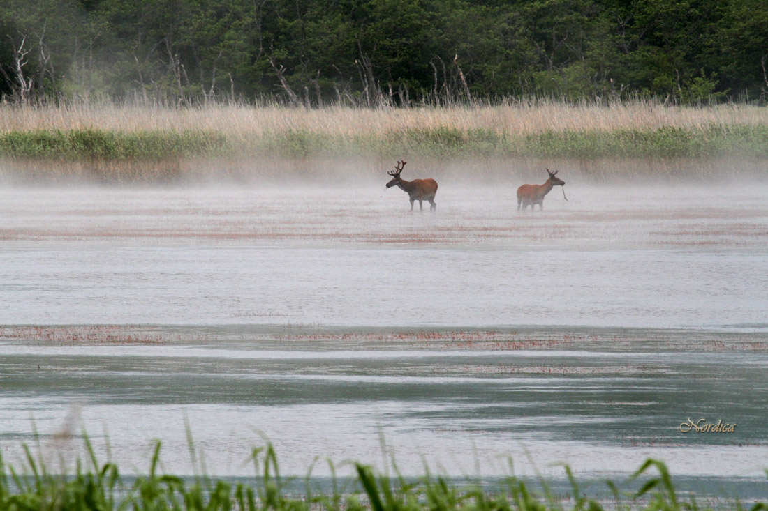 Закусим рдестами, чтоб выросли рога