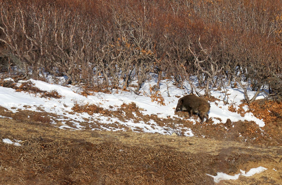 В поисках еды
