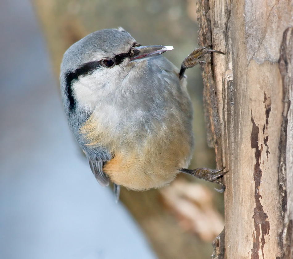 Просто поползень
