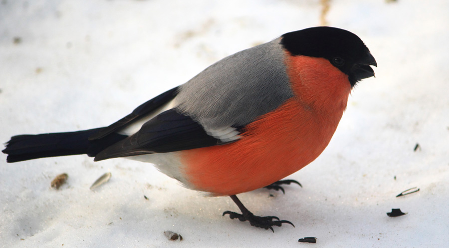 и снова снегирь :)