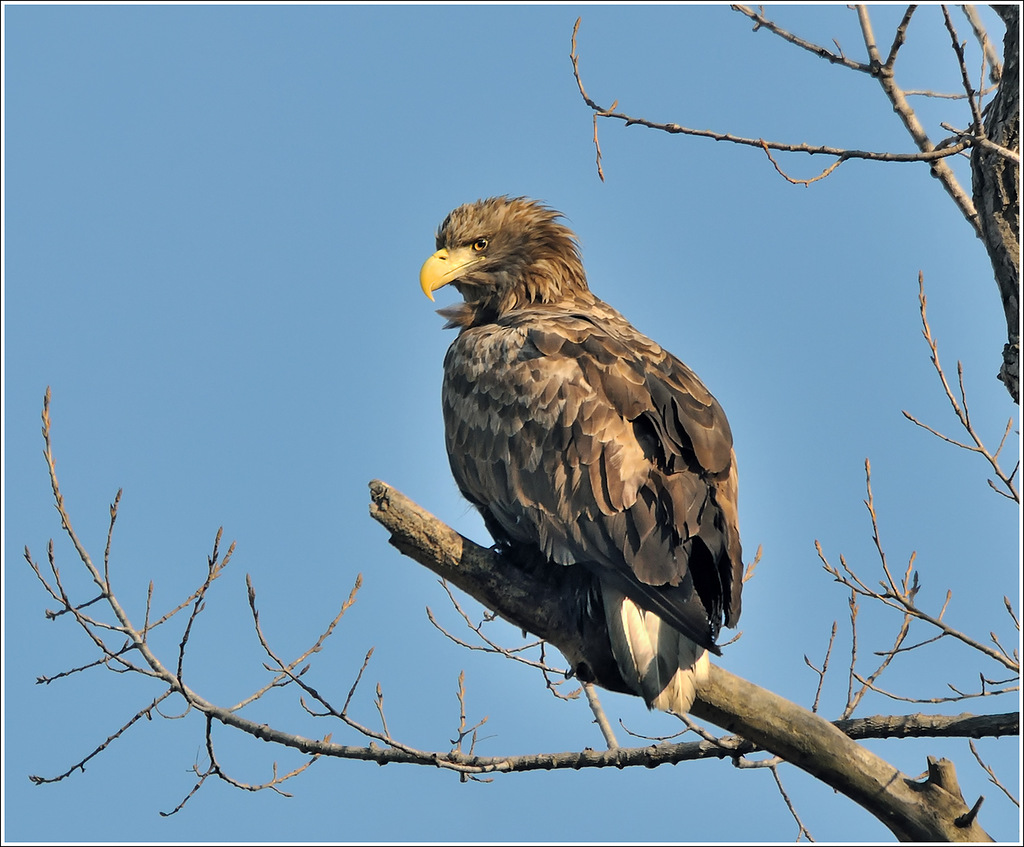 Белохвостый орлан