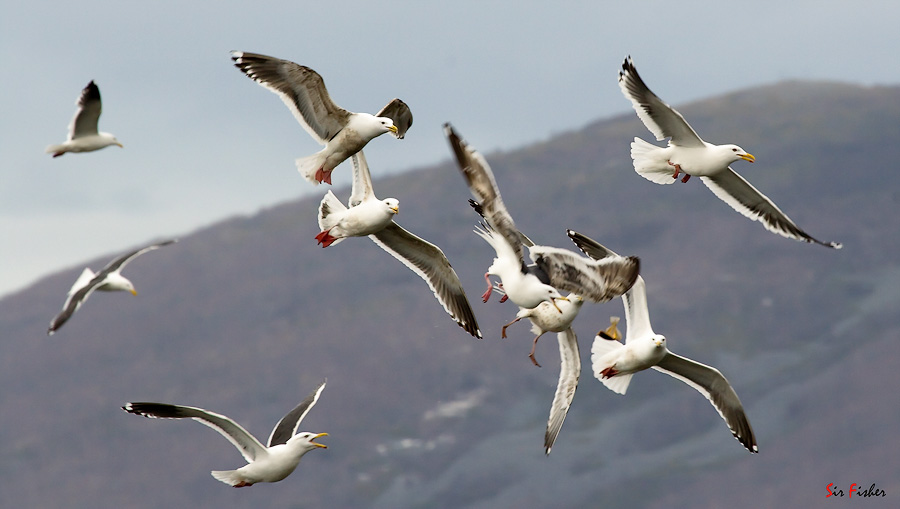 ...воздушный бой