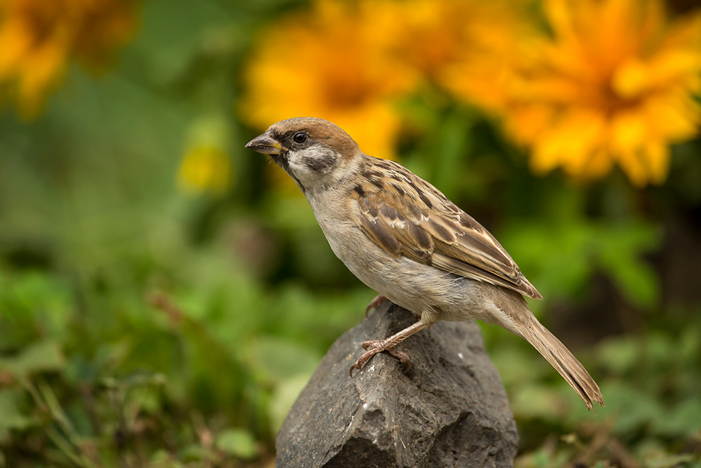 Молодой воробей