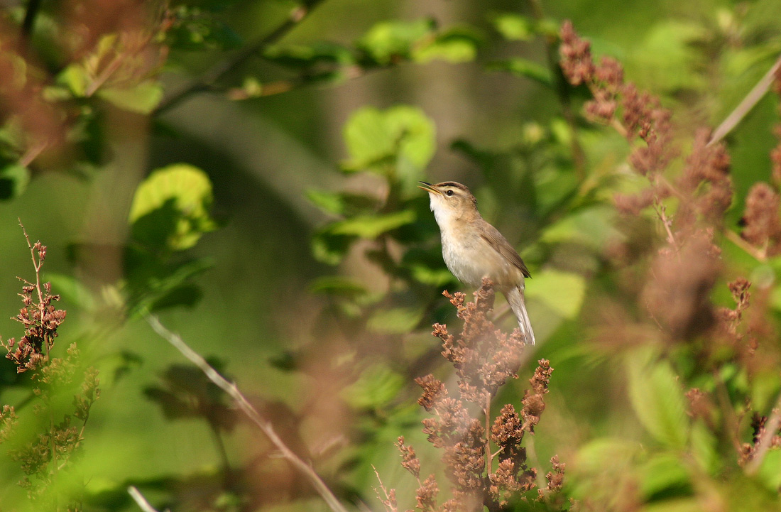 Чернобровая