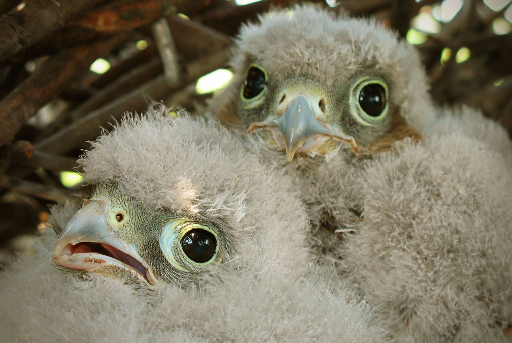 Хищные цыплятки.