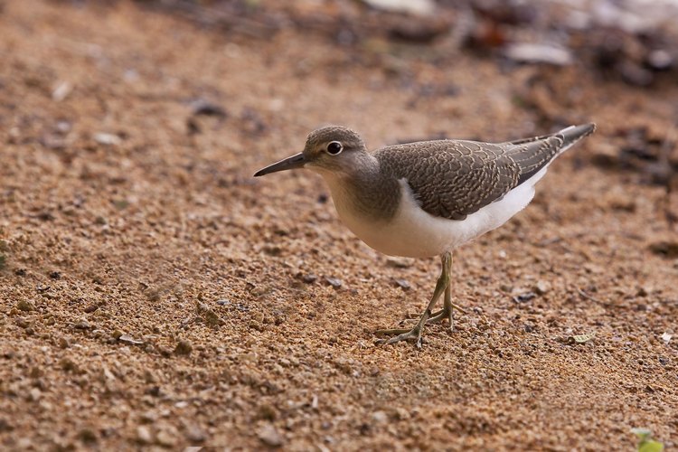 Перевозчик