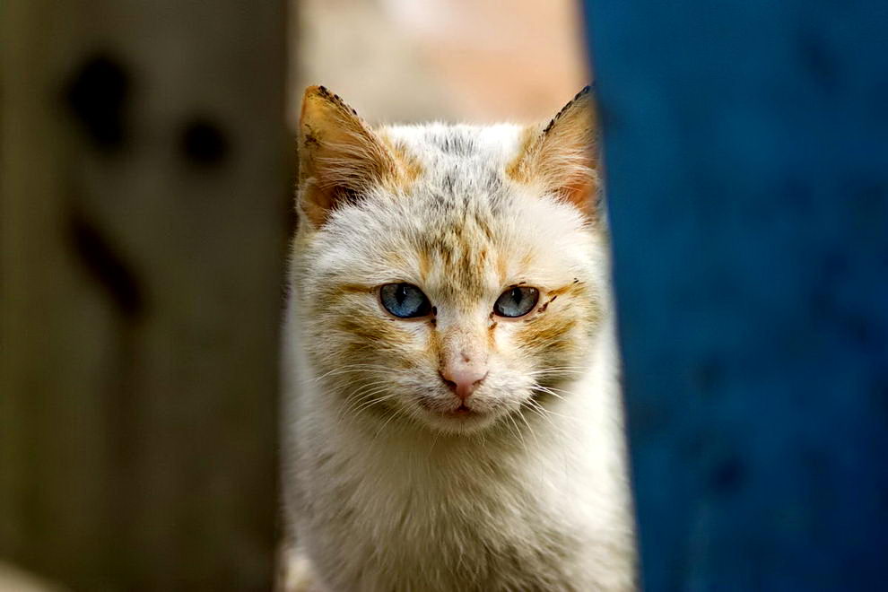 голубоглазый блондин)))