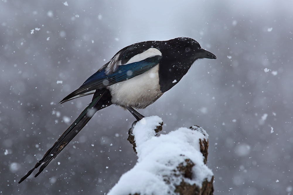 Обыкновенная горбатая сорока)