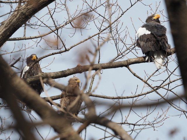 белоплечие орланы на Чуркине