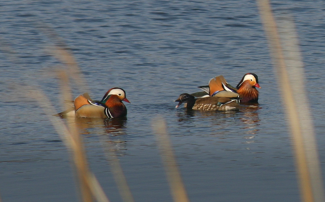 Предпочтения мандариновой дамы