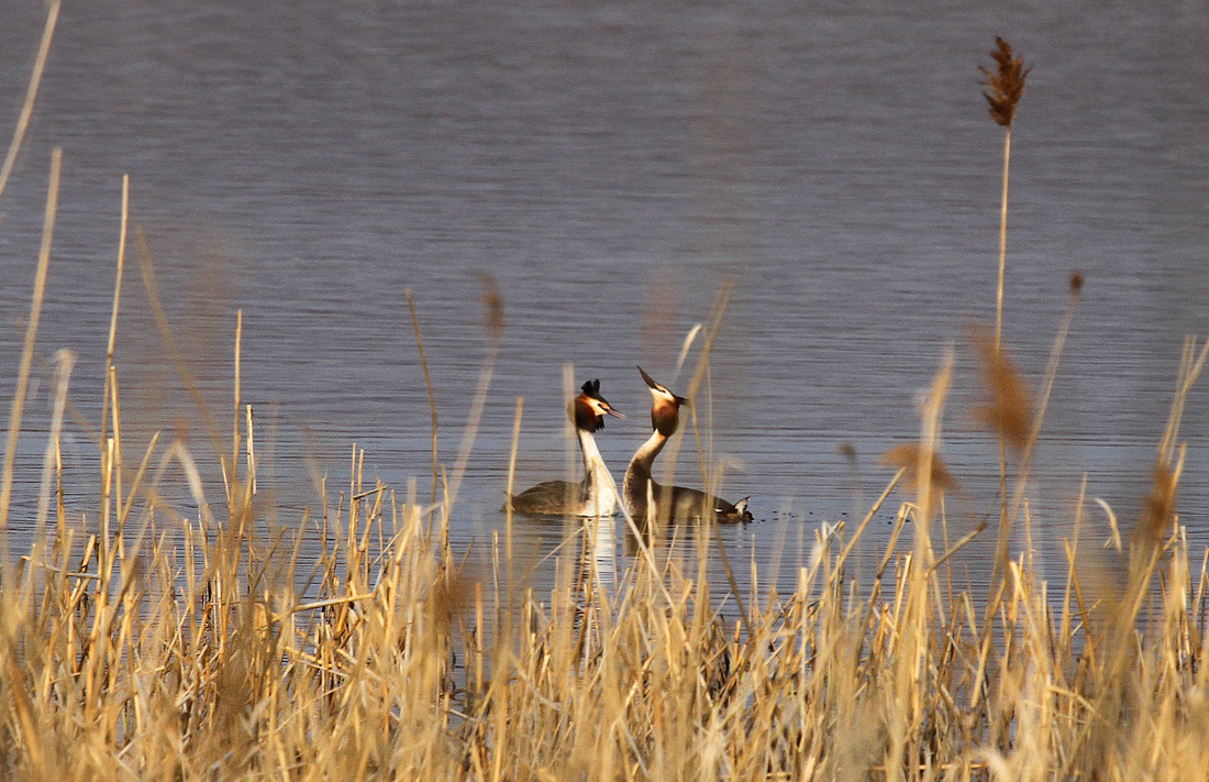 Ну посмотри, какая у меня шейка!