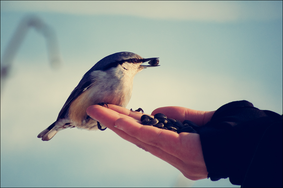 Поползень 2