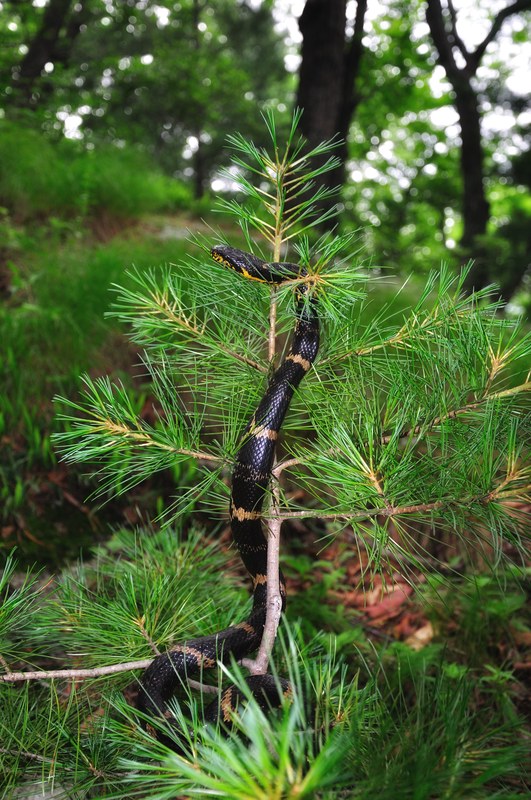 Полоз амурский