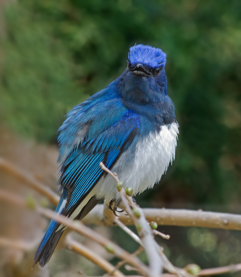 Синяя птица