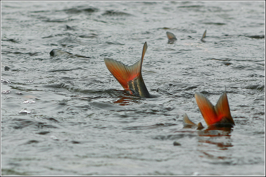 Синхронное плавание