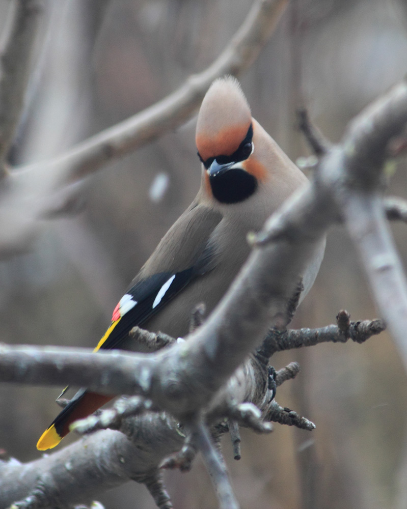 Свиристели прилетели